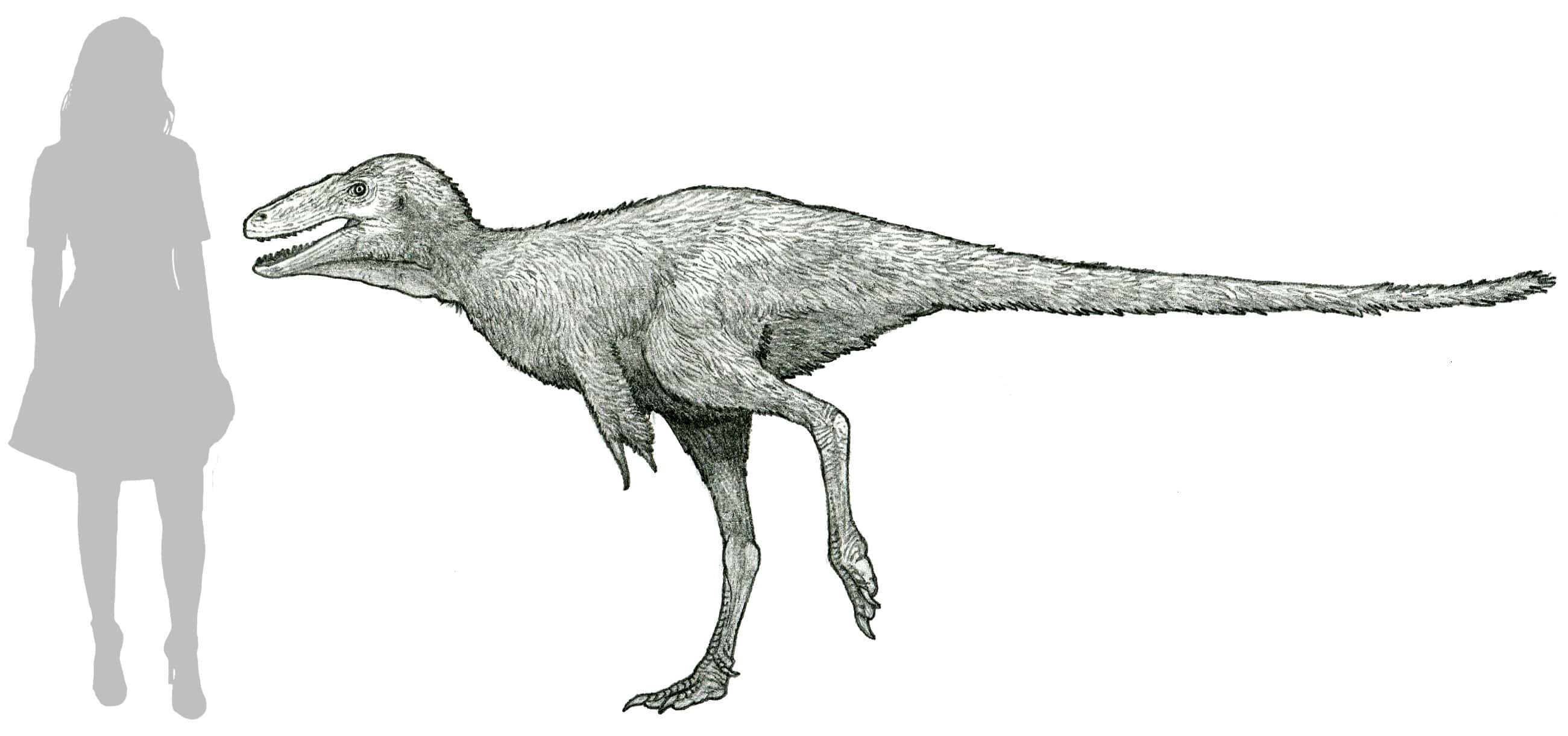 Life reconstruction of Moros intrepidus