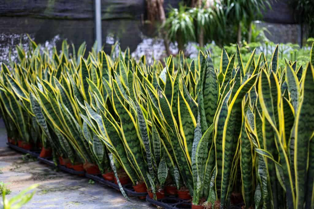 Mother-in-Law’s Tongue (Sansevieria trifasciata)
