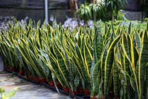 How Often Do You Water a Snake Plant? 7 Critical Care Tips Picture