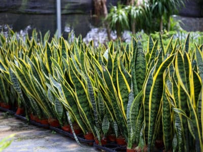 A How Often Do You Water a Snake Plant? 7 Critical Care Tips