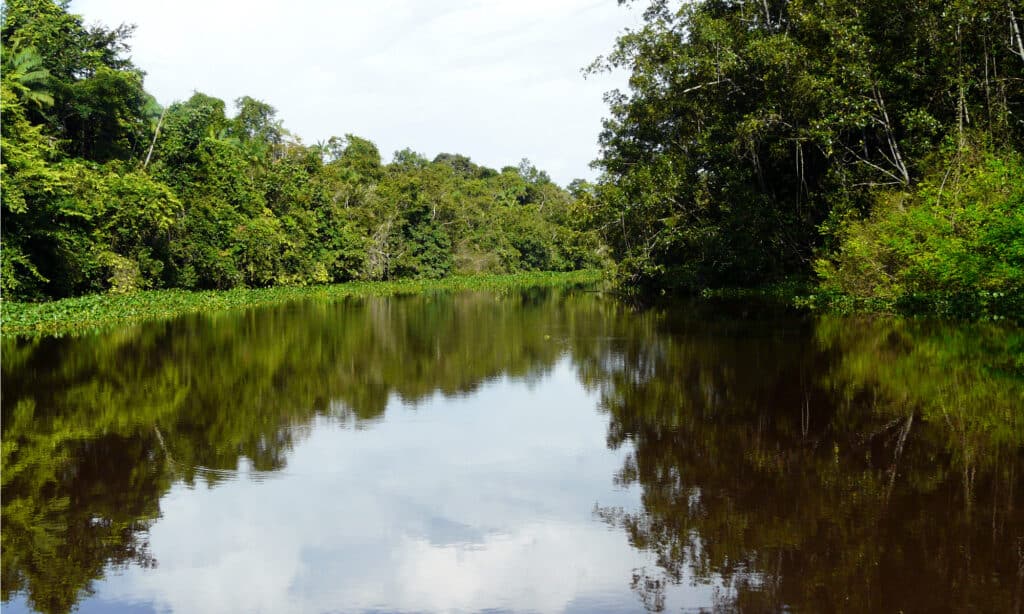 Orinoco Deltası, dünyadaki en büyük nehir deltalarından biridir.
