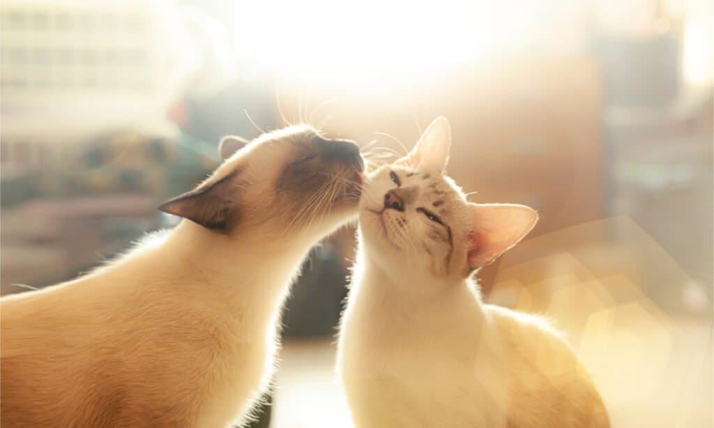 Pair of cats licking each other
