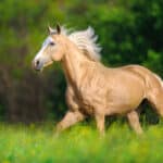 Horse with long blond mane run on spring field.