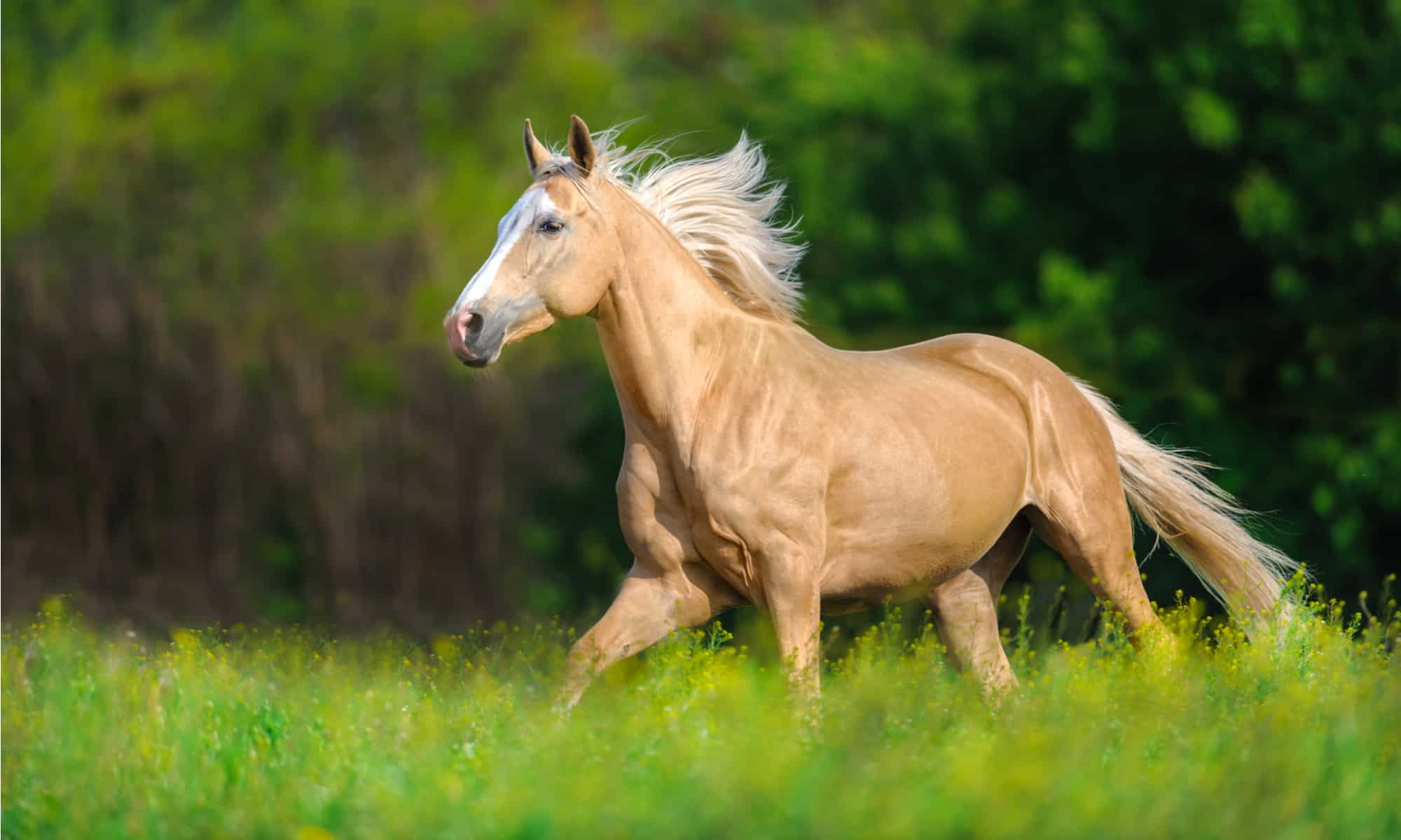 Horse with long blond mane run on spring field.