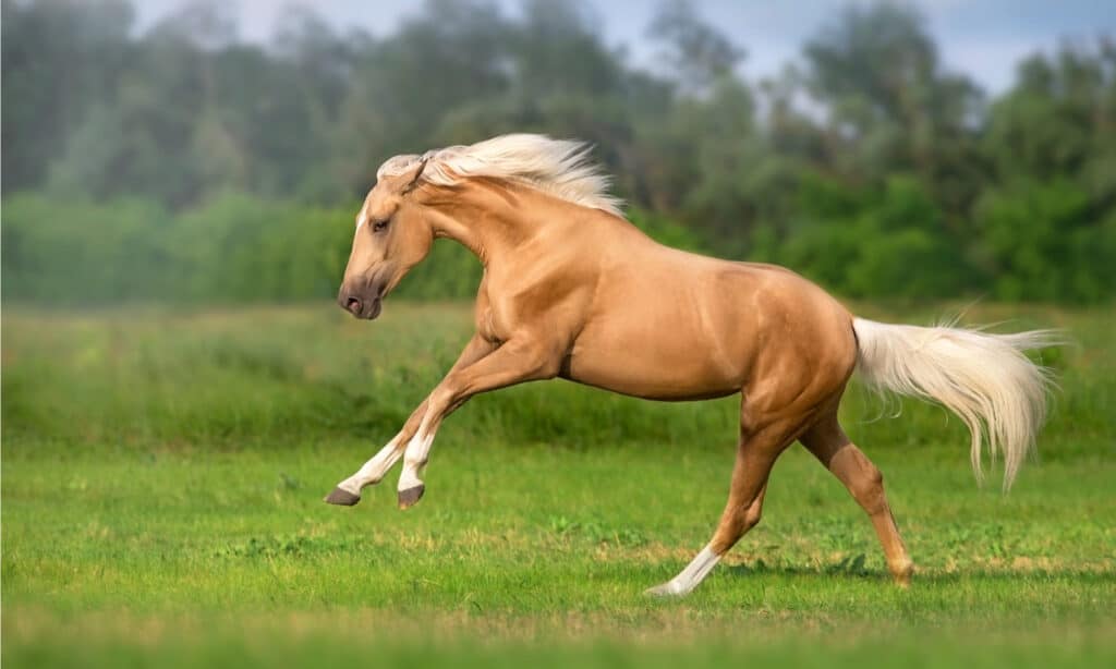 Palomino horse with long mane running freely on green meadow.