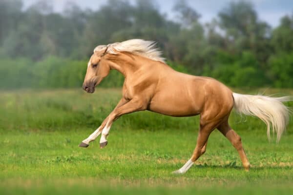 Palomino horse with long mane free run in green meadow.