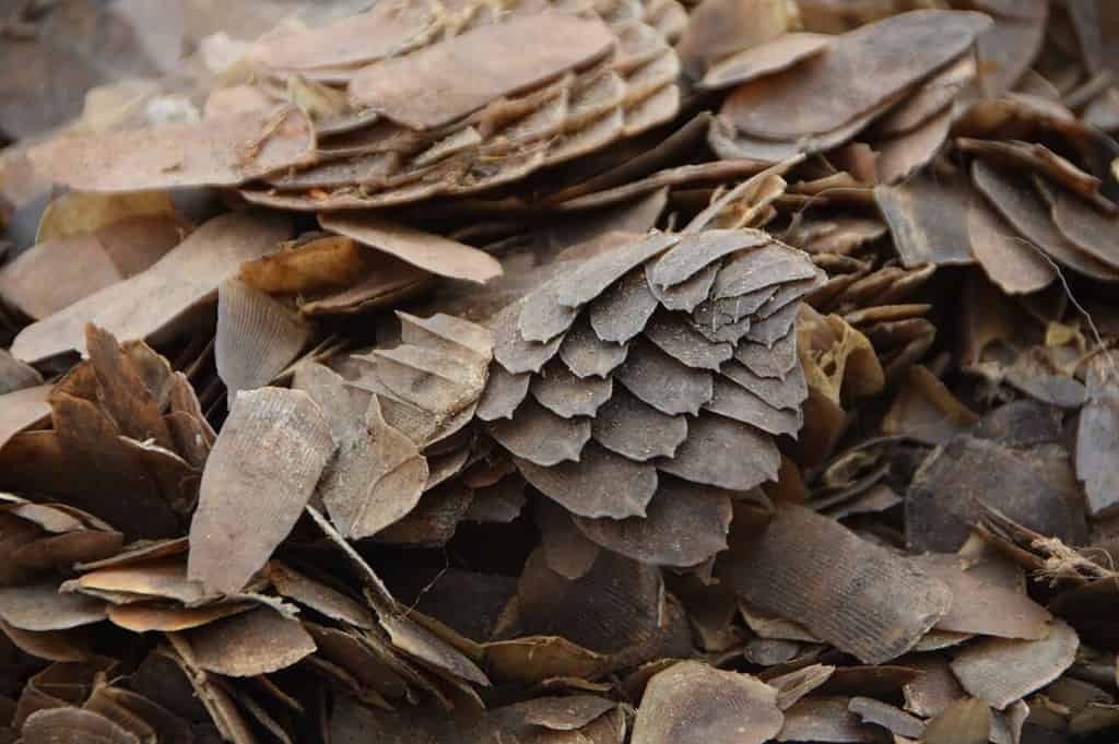 Close-up of some of the confiscated pangolin scales.