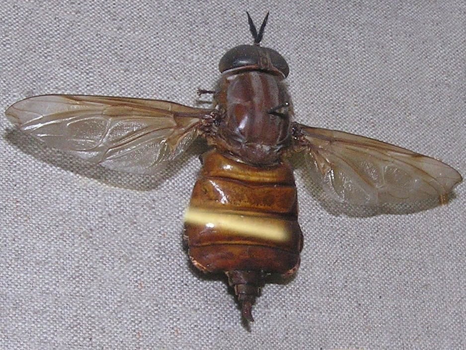 Pantophthalmus bellardi giant timber fly
