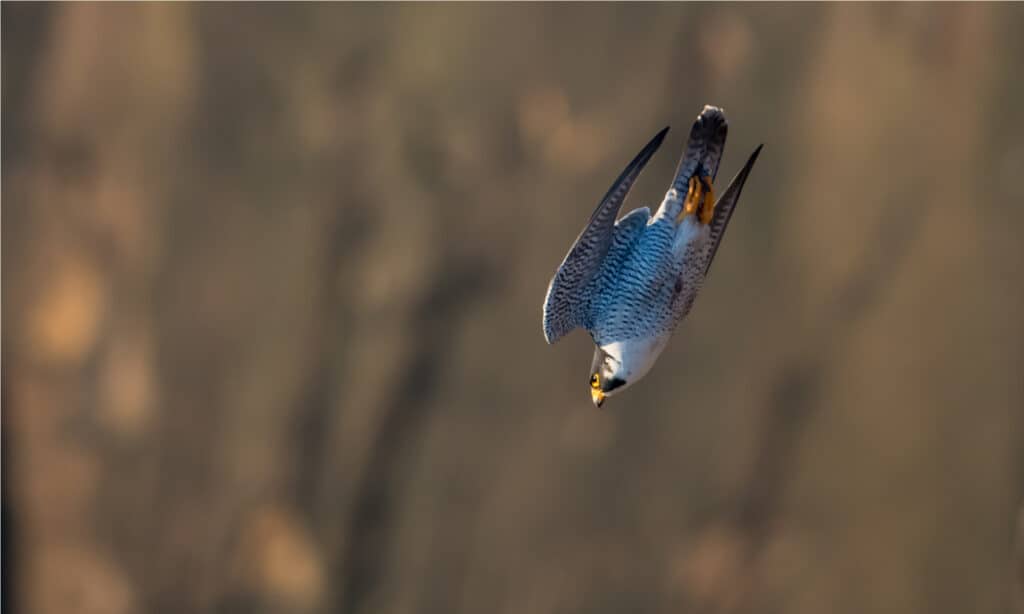 Peregrine Falcon ở New Jersey