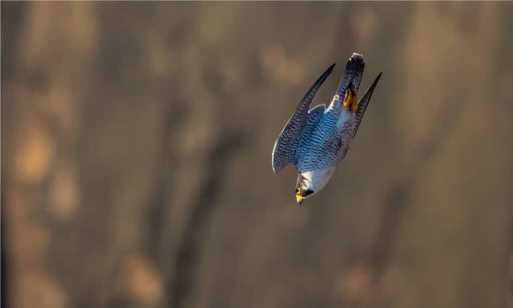 Peregrine Falcon in New Jersey