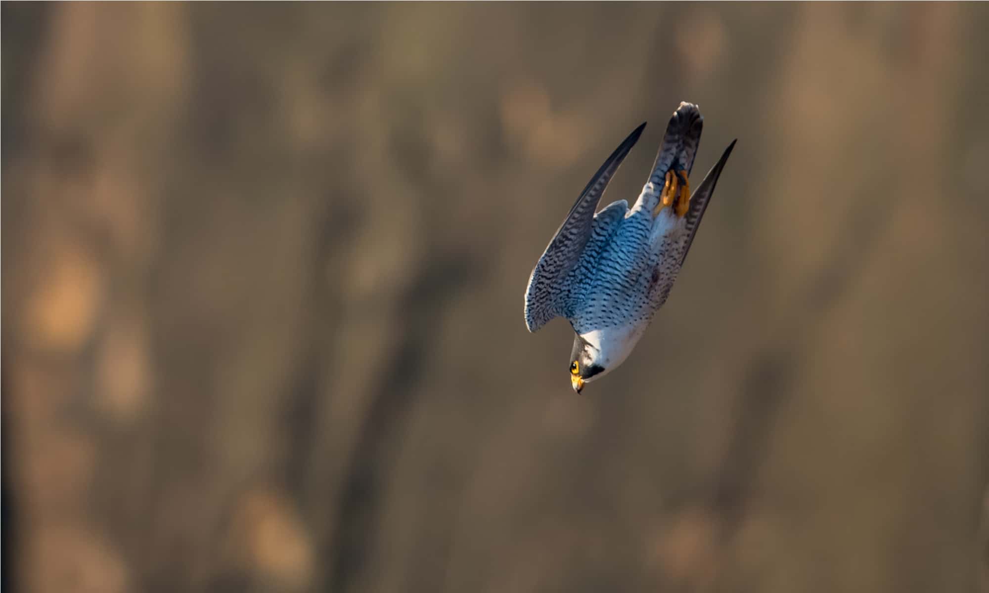 Peregrine Falcon in New Jersey