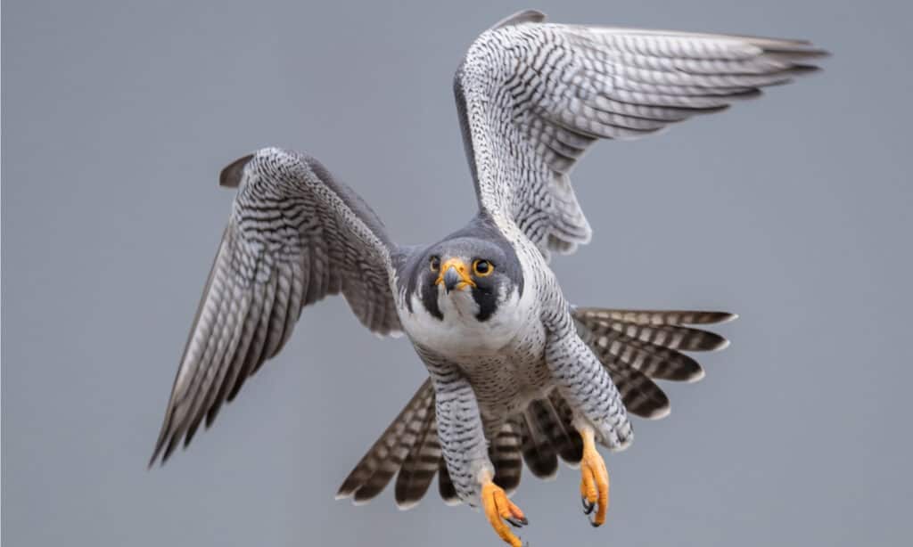 Peregrine Falcon in flight