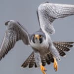 Peregrine falcons are the fastest animals in Kansas.