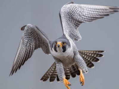 A 12 Coolest Types of Birds of Prey