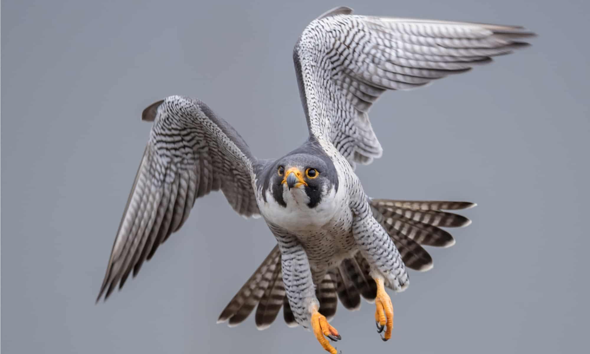 10 Incredible Peregrine Falcon Facts - AZ Animals