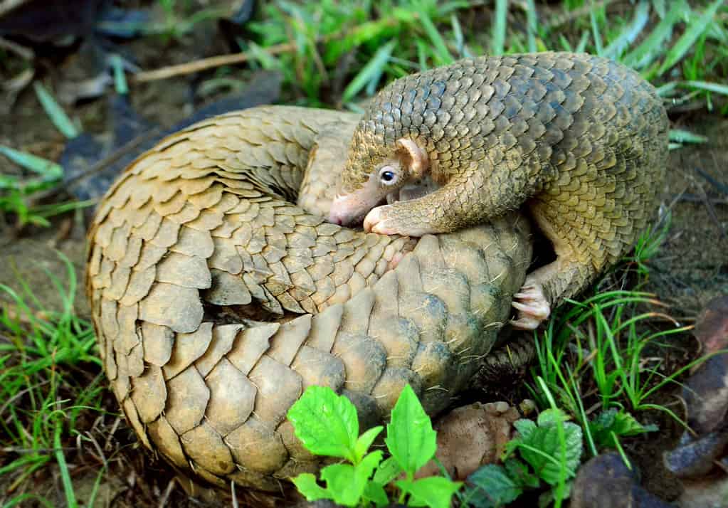 A Philippine Pangolin pup nudges its mother, rolled up in a protective ball. Photographed in the forests of Palawan.