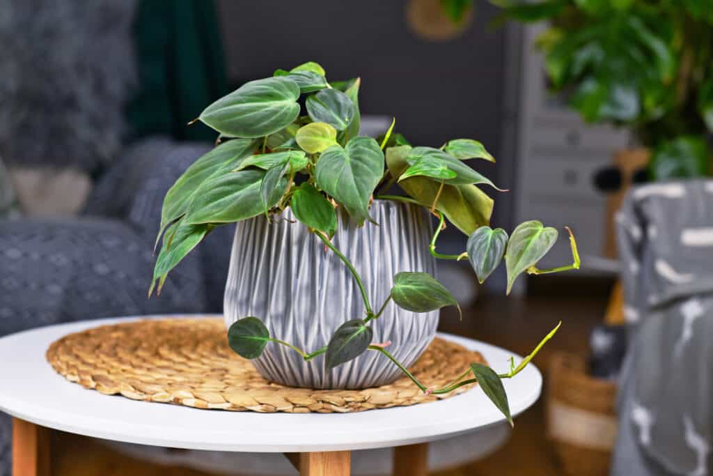 Philodendron hederaceum