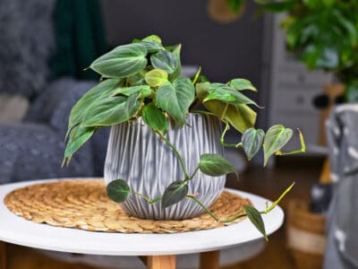 A 8 Houseplants That Grow in Water