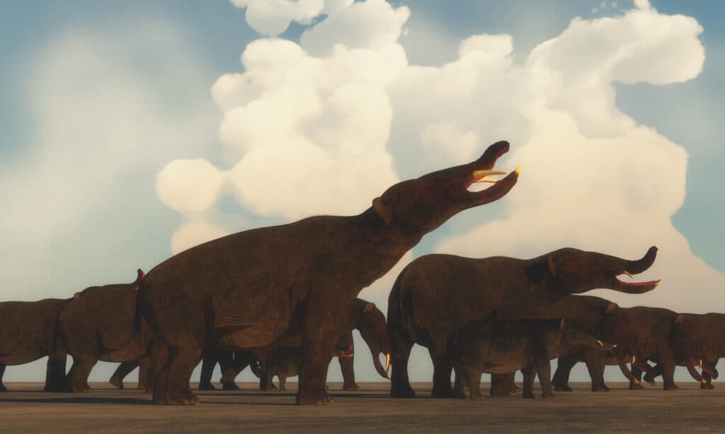 Artist's rendering of a herd of platybelodon migrating