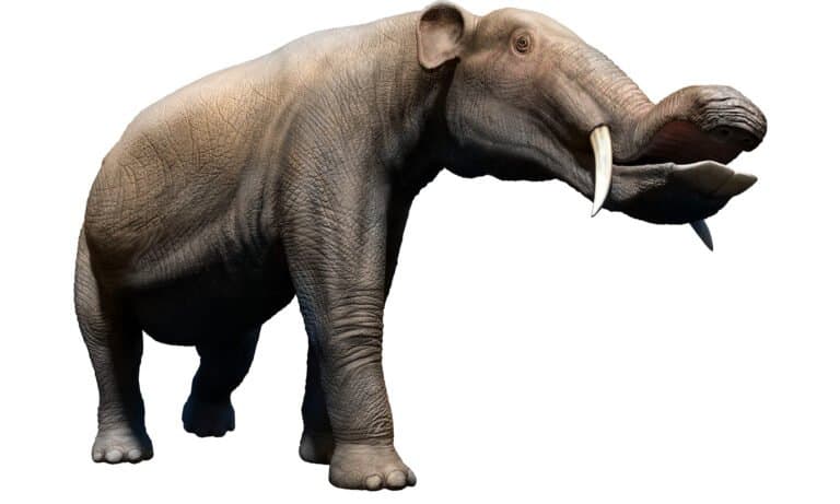 3D rendering of a platybelodon on white background