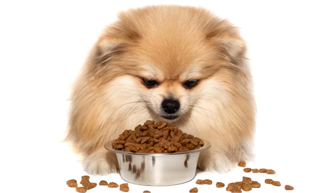 Pomeranian and an overflowing bowl of kibble on white background