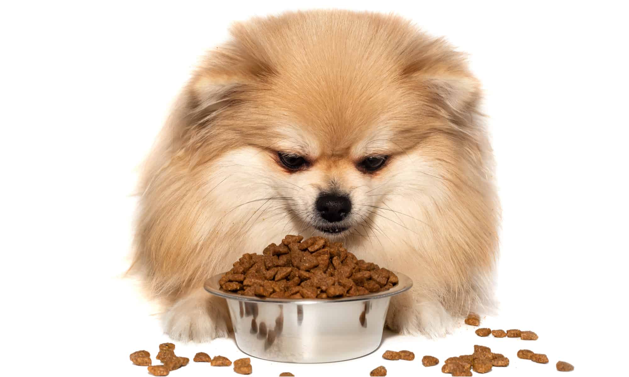 Royal canin outlet pomeranian diet