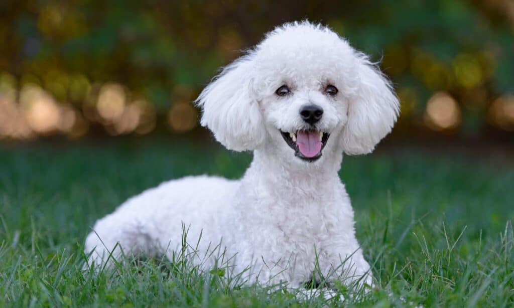 cute white puppy breeds