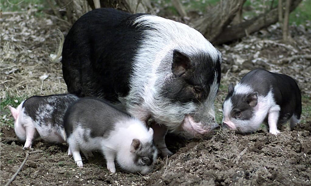 Potbelly pig with babies