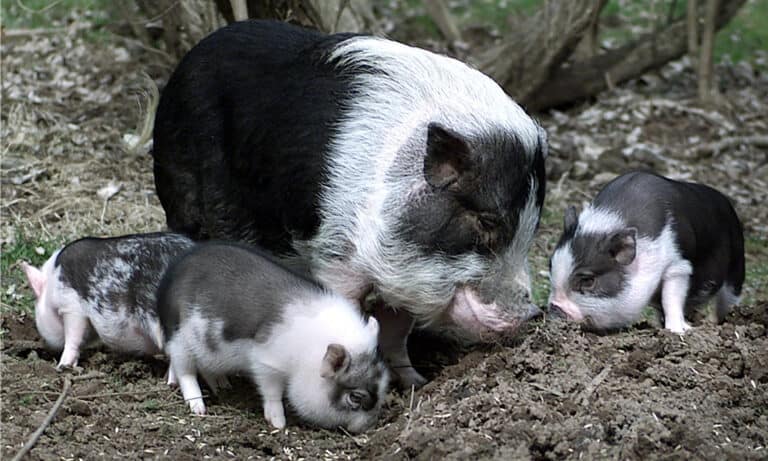 Pig Animal Facts - Sus scrofa domesticus - A-Z Animals