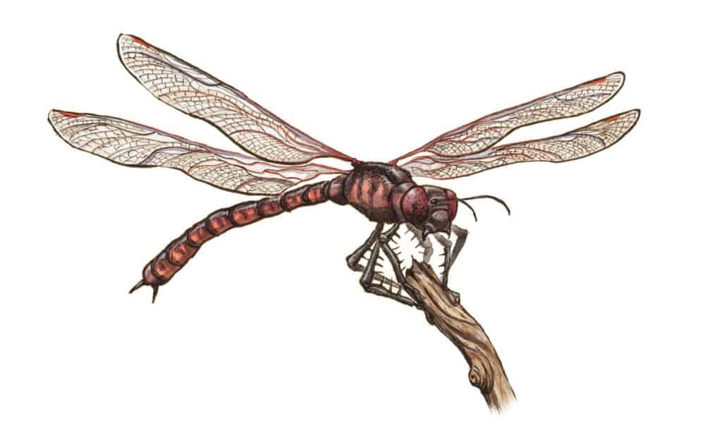 La libellule préhistorique Meganeura monyi est assise sur une branche