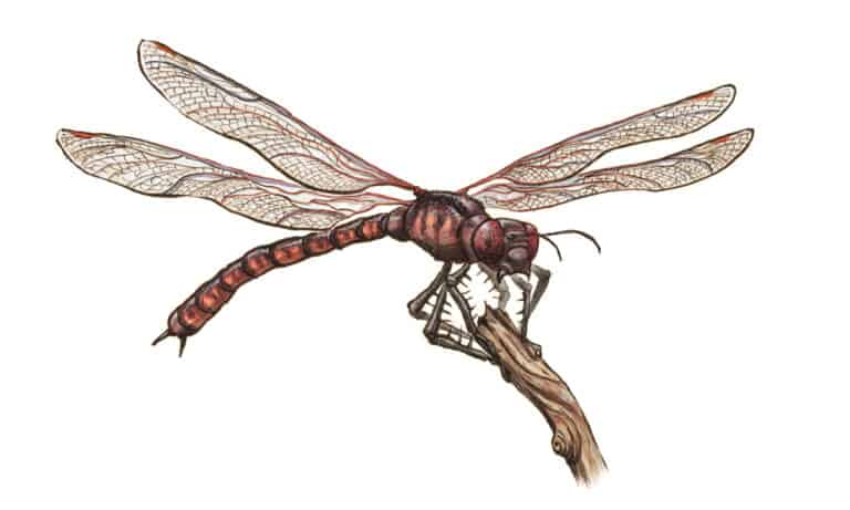 Prehistoric dragonfly Meganeura monyi sits on branch