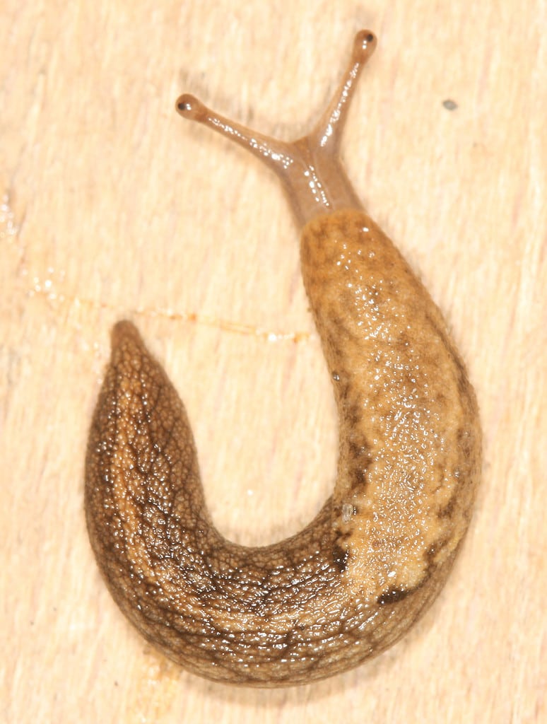 Prophysaon andersoni - Reticulate Taildropper snail. Species of terrestrial mollusc.