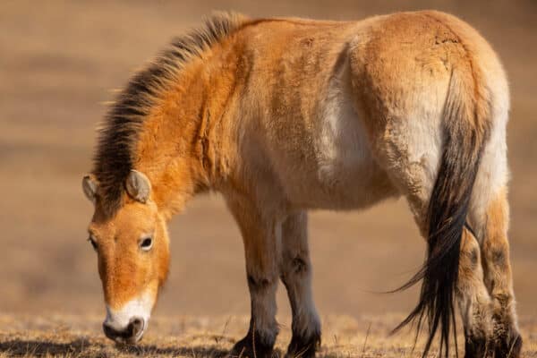 Przewalski's Horse portrait in the magical soft light during winter time in Mongolia.