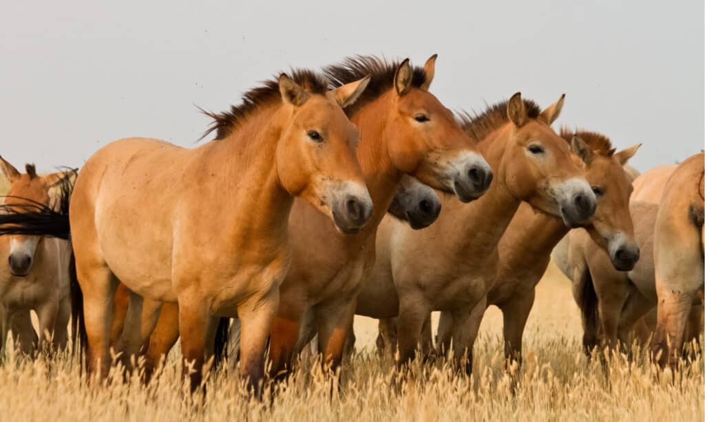 Przewalski's horses stand in the middle of the steppe.