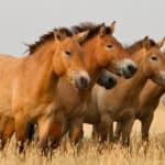 Przewalski's horses stand in the middle of the steppe.