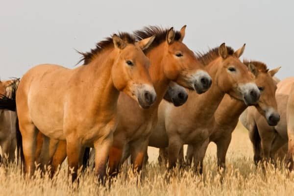 Przewalski's horses stand in the middle of the steppe.
