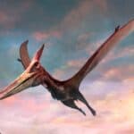 Pteranodon