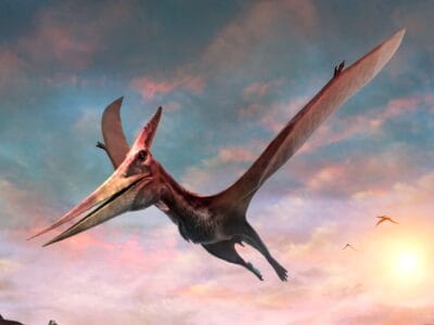 A Pteranodon