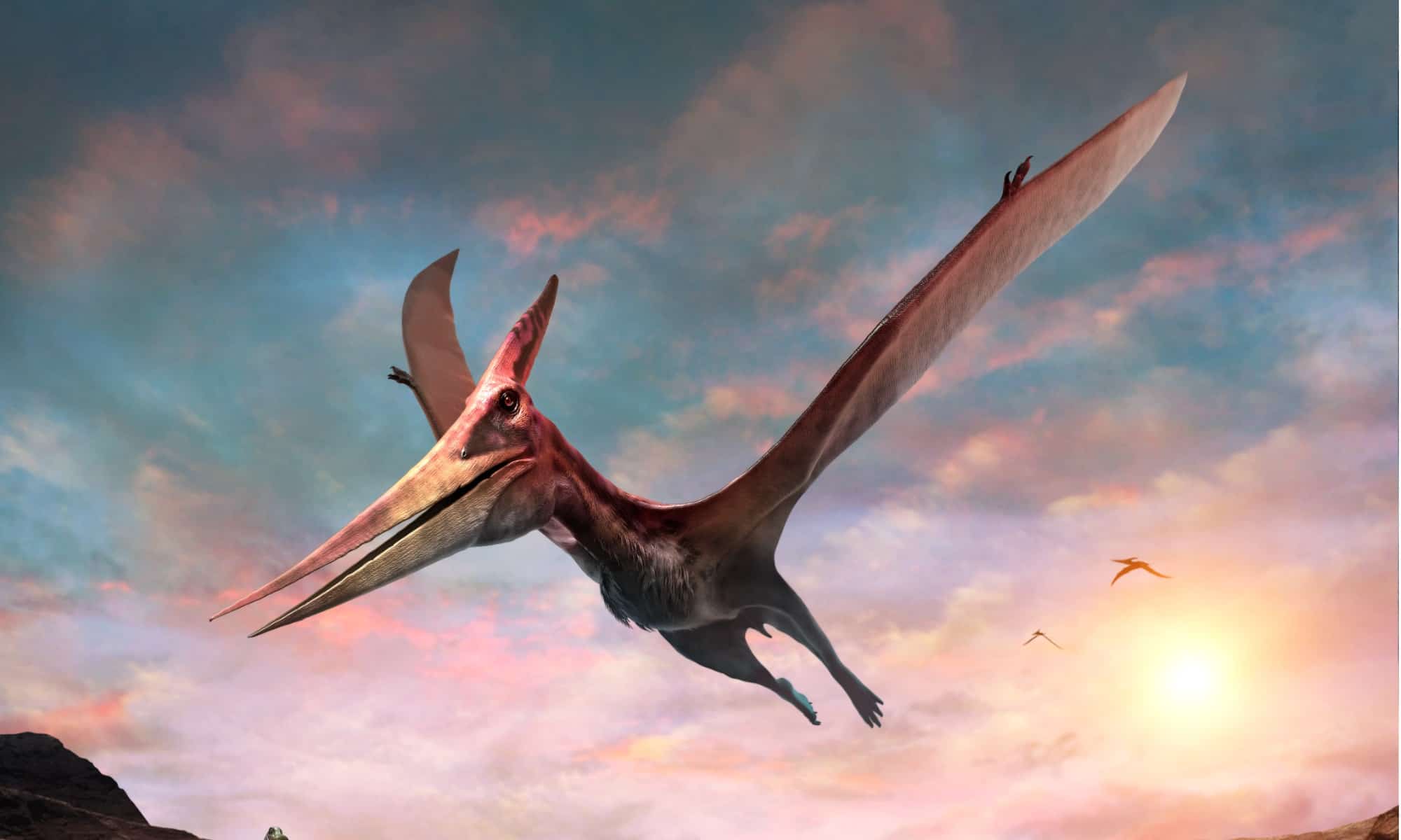 Pteranodon was one of the largest winged reptiles.
