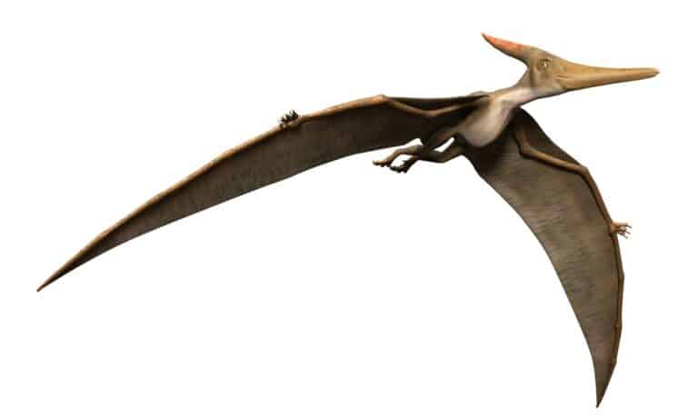 Pteranodon isolated on white background.