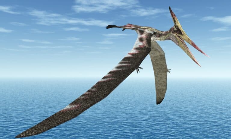 The ability of Pteranodon to fly likely helped Pteranodons escape potential predators.