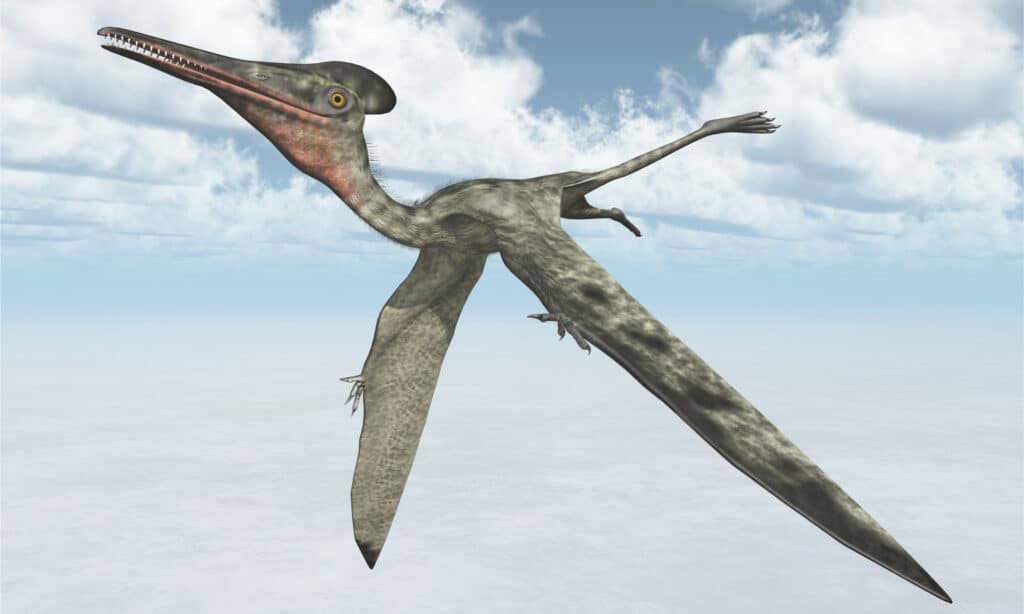 3D rendering of a Pterodactyl flying with clouds behind it