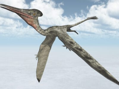 A Pterodactylus