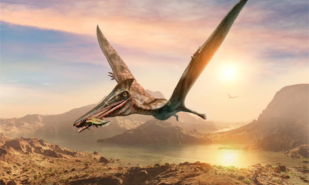 3D illustration of a Pterodactyl with fish in its mouth