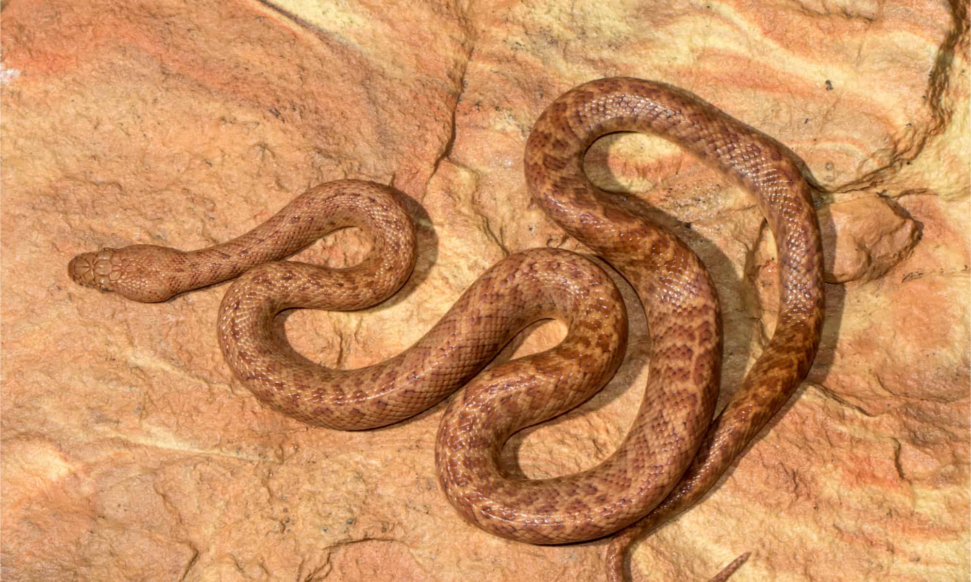 Змей часть 1. Antaresia perthensis. Семейство питоны (Pythonidae). Карликовый австралийский питон. Черноголовый питон.