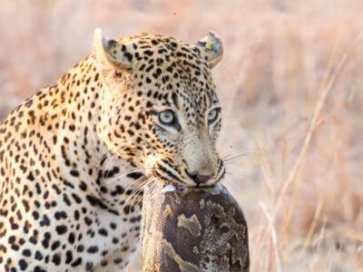 A See a Single Leopard Chase Five Cheetahs in Intimidating Standoff