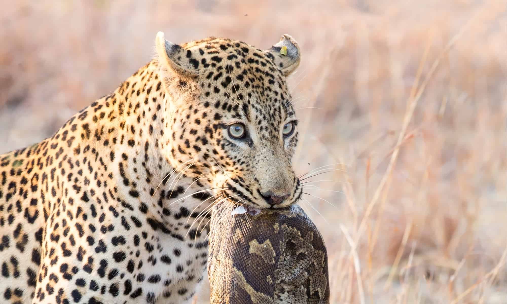 Leopard Hunts Python, Python Hunts Leopard, Then Back Again - AZ Animals