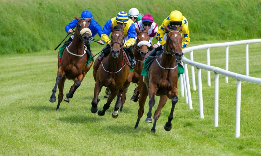 Galloping race horses in racing competition