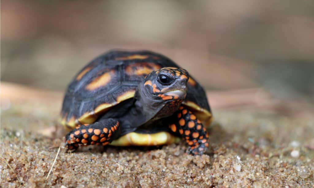 Cute small baby Red-foot Tortoise in the nature. It takes around 150 days for the baby tortoises to grow inside their eggs and become ready to hatch.