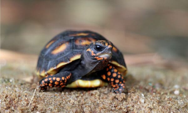 Red-Footed Tortoise - A-Z Animals